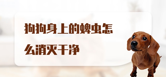 狗狗身上的蜱虫怎么消灭干净