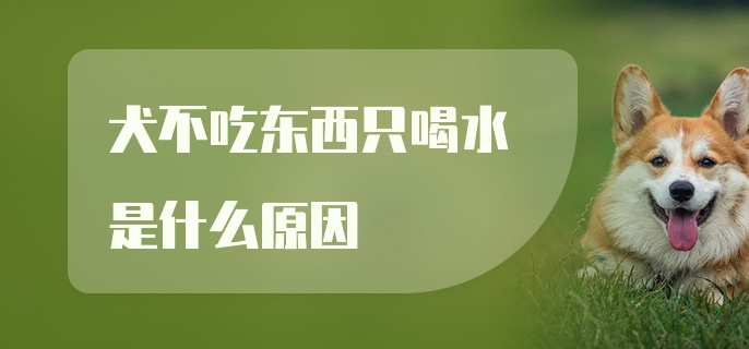 犬不吃东西只喝水是什么原因