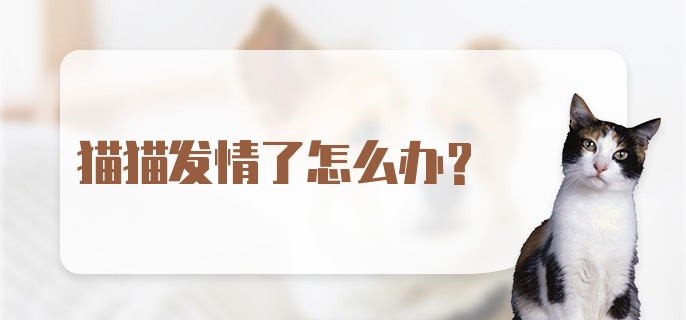 猫猫发情了怎么办?