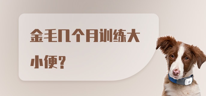 金毛几个月训练大小便？