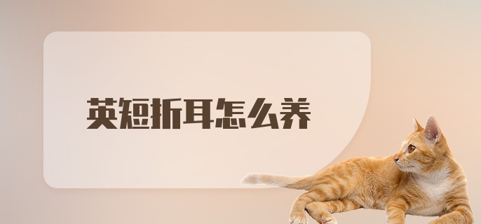 英短折耳怎么养