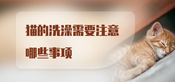 猫的洗澡需要注意哪些事项