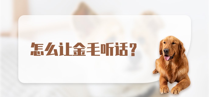 怎么让金毛听话？