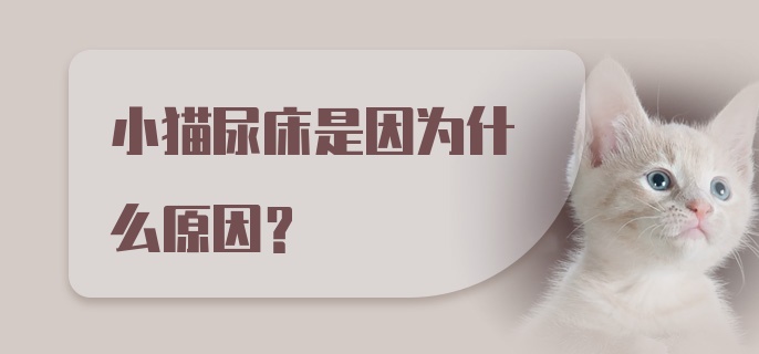 小猫尿床是因为什么原因？