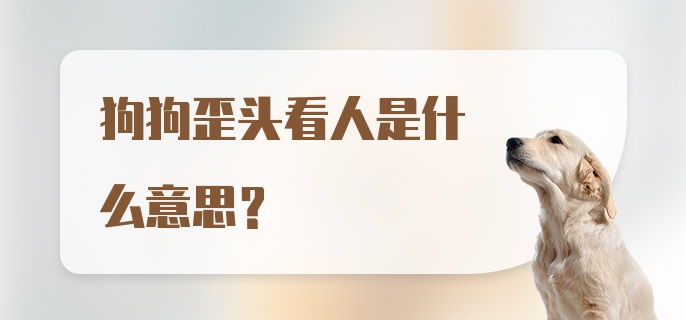 狗狗歪头看人是什么意思？