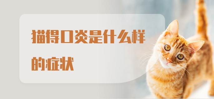 猫得口炎是什么样的症状