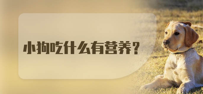 小狗吃什么有营养?