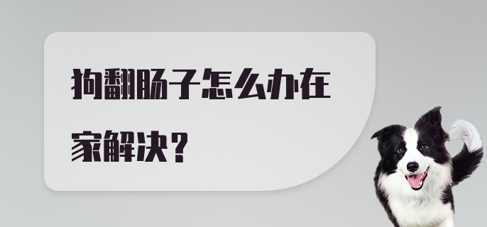 狗翻肠子怎么办在家解决？