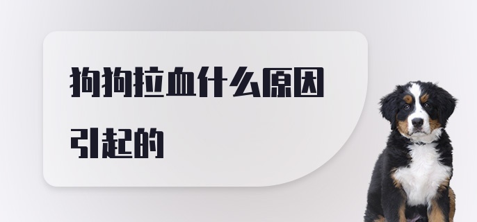 狗狗拉血什么原因引起的