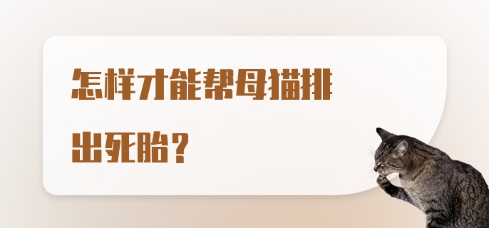 怎样才能帮母猫排出死胎？