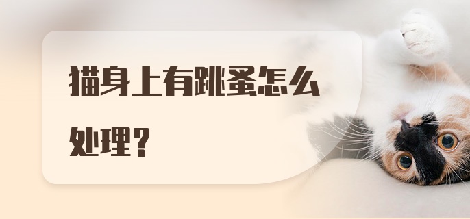 猫身上有跳蚤怎么处理？