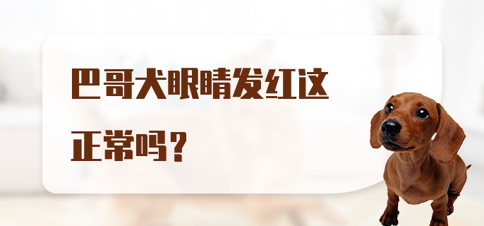 巴哥犬眼睛发红这正常吗？