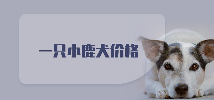 一只小鹿犬价格