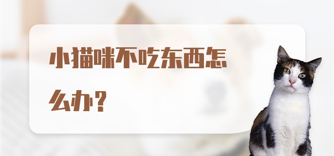 小猫咪不吃东西怎么办?