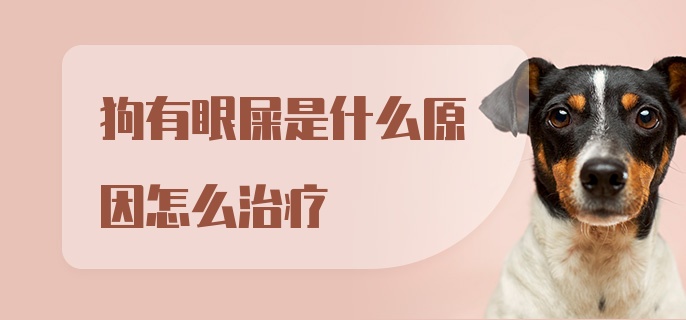 狗有眼屎是什么原因怎么治疗