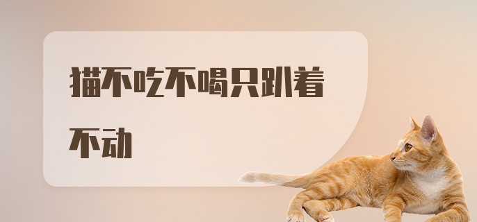 猫不吃不喝只趴着不动