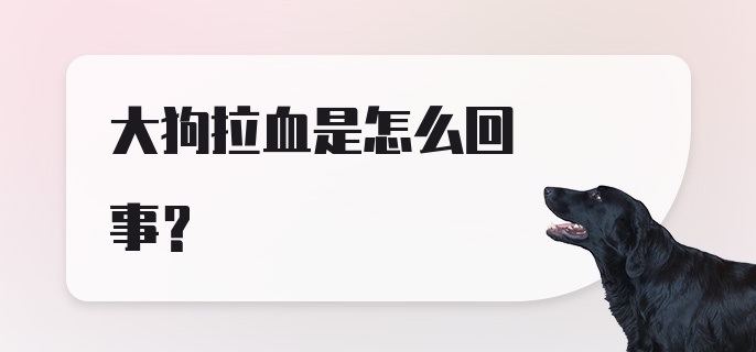 大狗拉血是怎么回事？