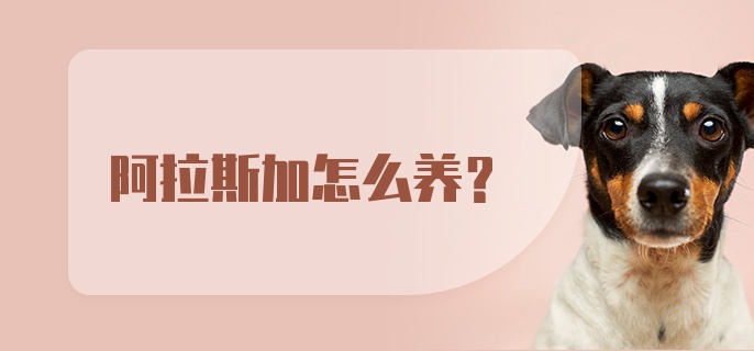 阿拉斯加怎么养?