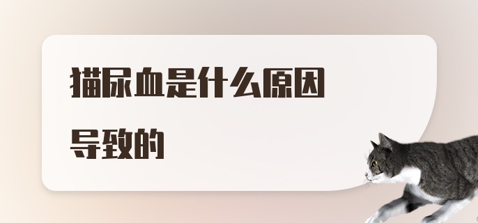 猫咪尿血是什么原因导致的