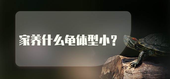 家养什么龟体型小？