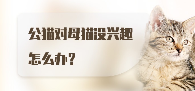 公猫对母猫没兴趣怎么办？