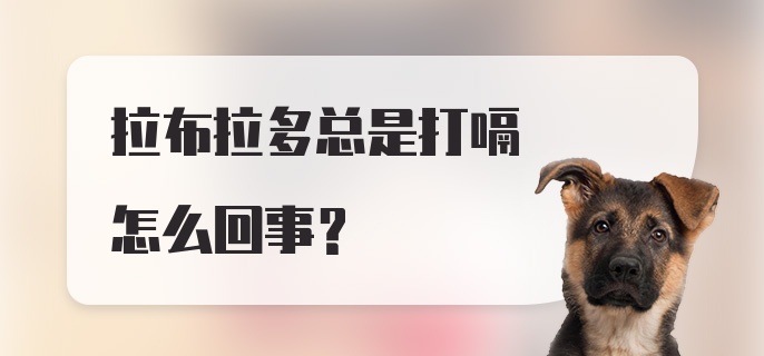 拉布拉多总是打嗝怎么回事？