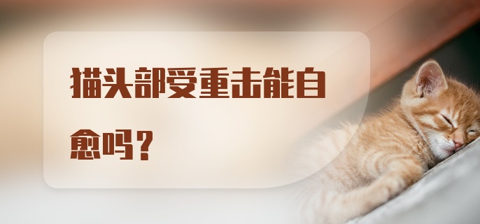 猫头部受重击能自愈吗？