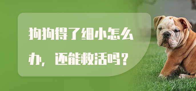 狗狗得了细小怎么办,还能救活吗？