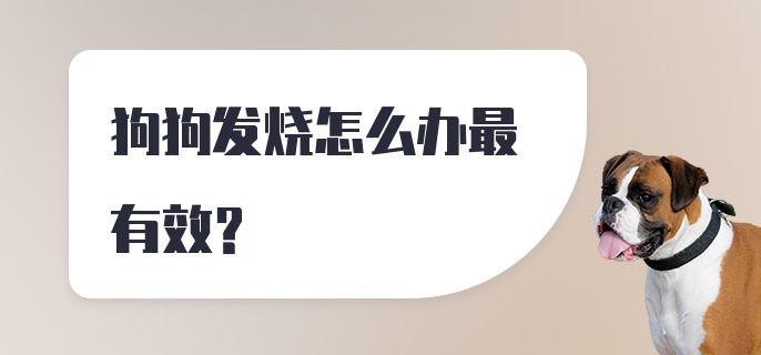 狗狗发烧怎么办最有效？