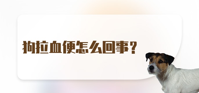 狗拉血便怎么回事?