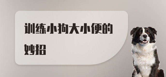 训练小狗大小便的妙招