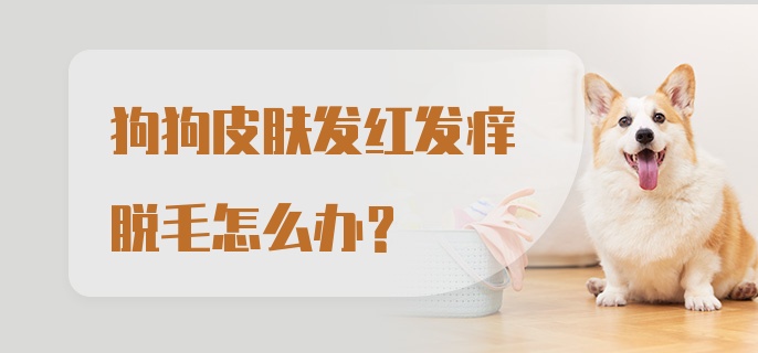 狗狗皮肤发红发痒脱毛怎么办？