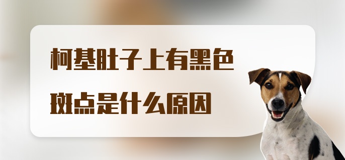 柯基肚子上有黑色斑点是什么原因