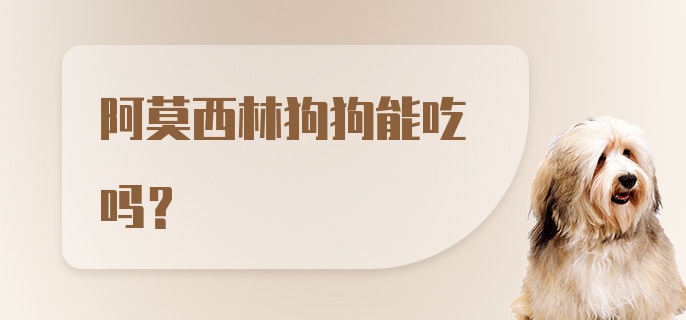 阿莫西林狗狗能吃吗?