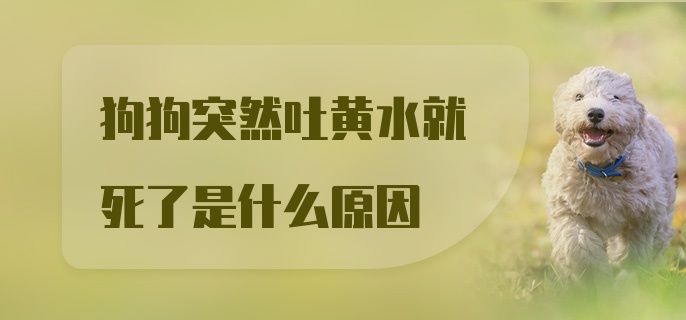 狗狗突然吐黄水就死了是什么原因