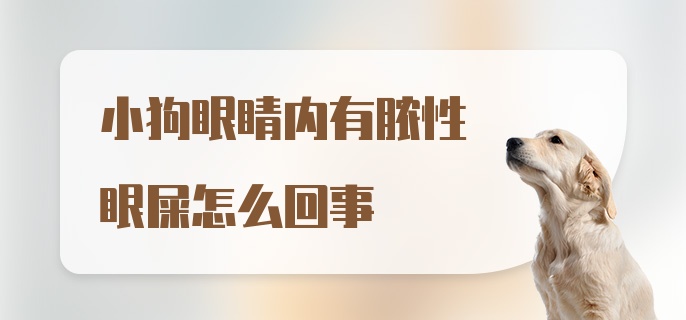 小狗眼睛内有脓性眼屎怎么回事