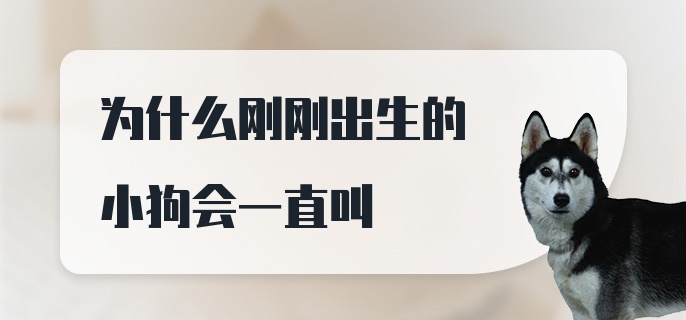 为什么刚刚出生的小狗会一直叫