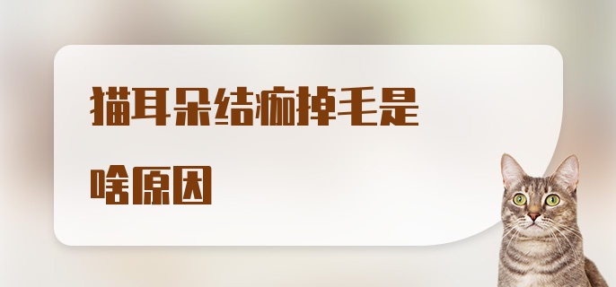 猫耳朵结痂掉毛是啥原因