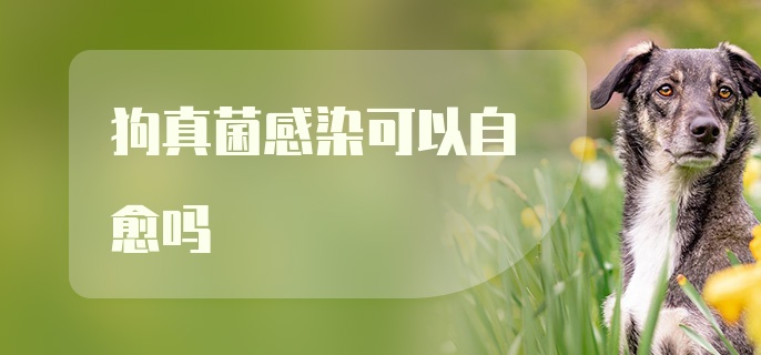 狗真菌感染可以自愈吗