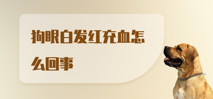 狗眼白发红充血怎么回事