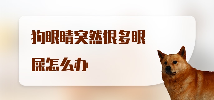 狗眼睛突然很多眼屎怎么办