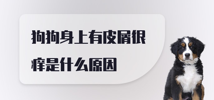 狗狗身上有皮屑很痒是什么原因