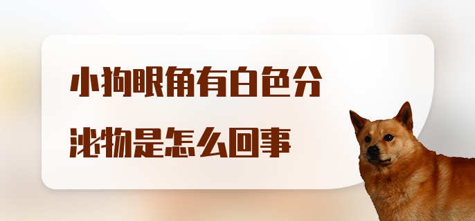 小狗眼角有白色分泌物是怎么回事