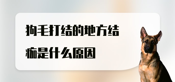 狗毛打结的地方结痂是什么原因