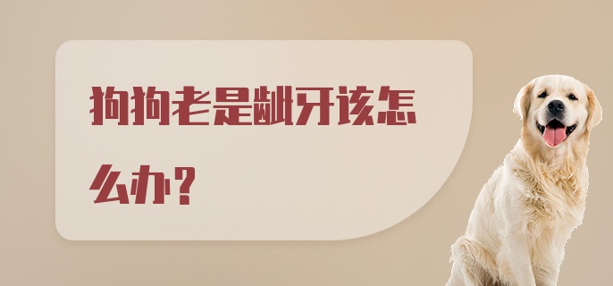 狗狗老是龇牙该怎么办?