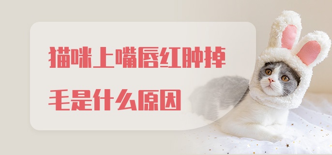 猫咪上嘴唇红肿掉毛是什么原因