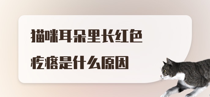 猫咪耳朵里长红色疙瘩是什么原因