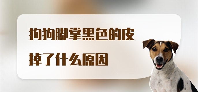 狗狗脚掌黑色的皮掉了什么原因