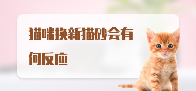 猫咪换新猫砂会有何反应