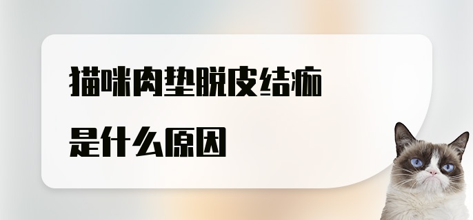 猫咪肉垫脱皮结痂是什么原因